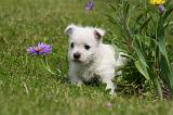 WESTIE 527